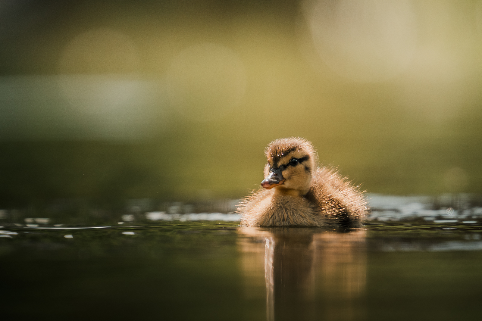 Mallard duck on its first swim