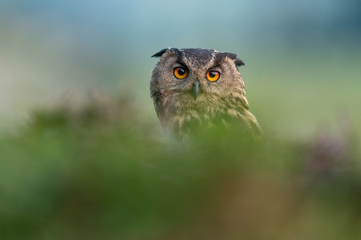 Eagle owl behind moss and heather