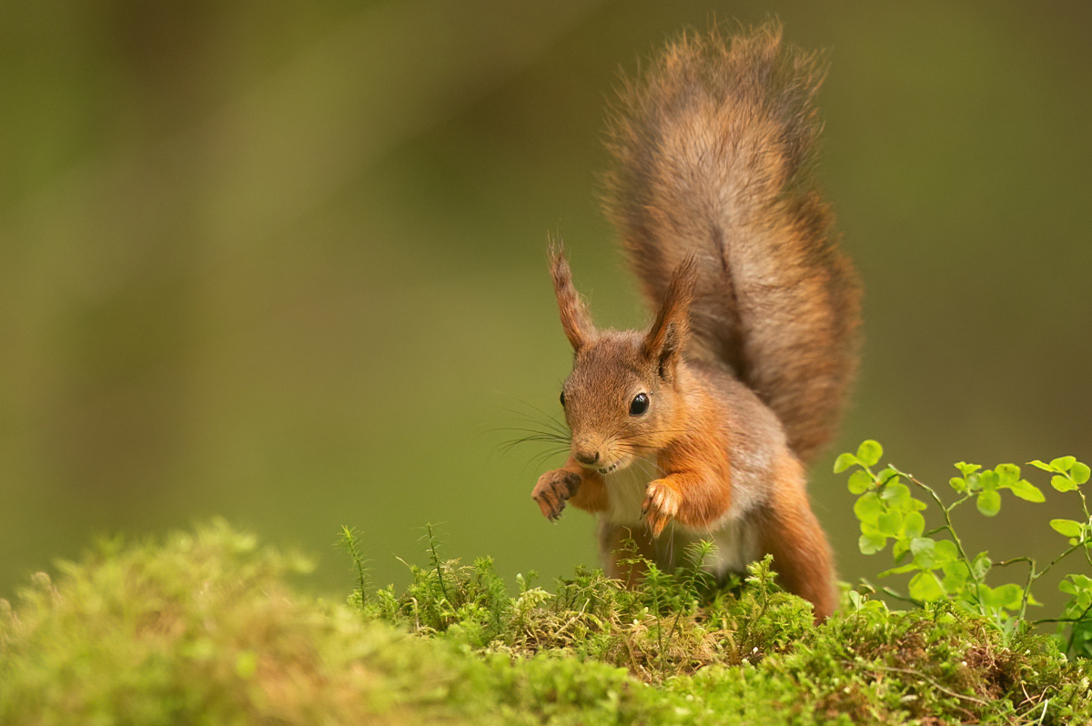 Squirrel searching the ground for food