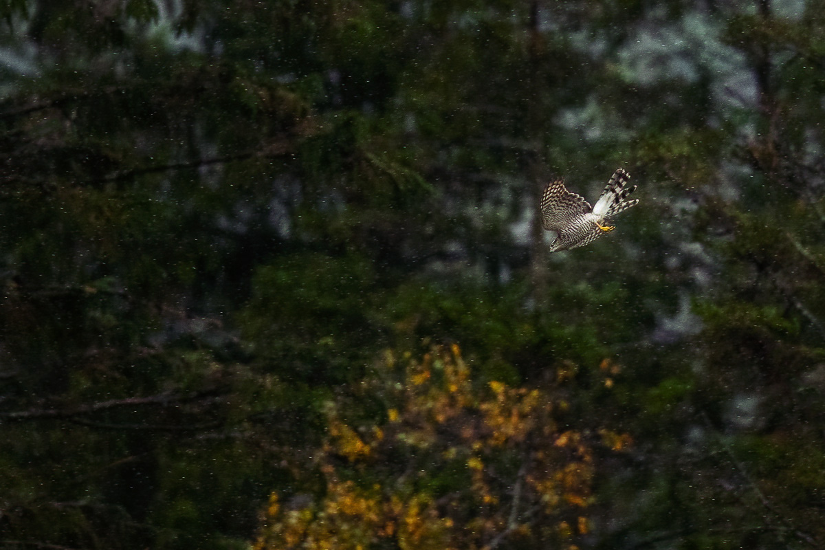 Sparrowhawk on the hunt