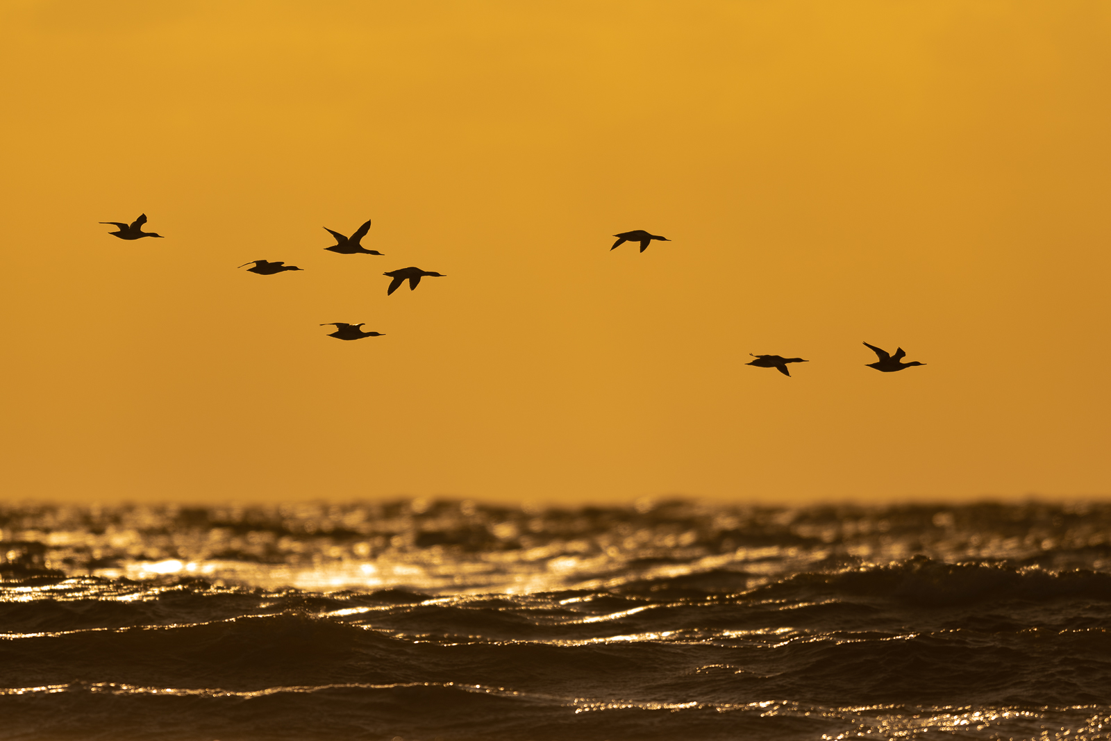 Red-breasted merganesers at sunset