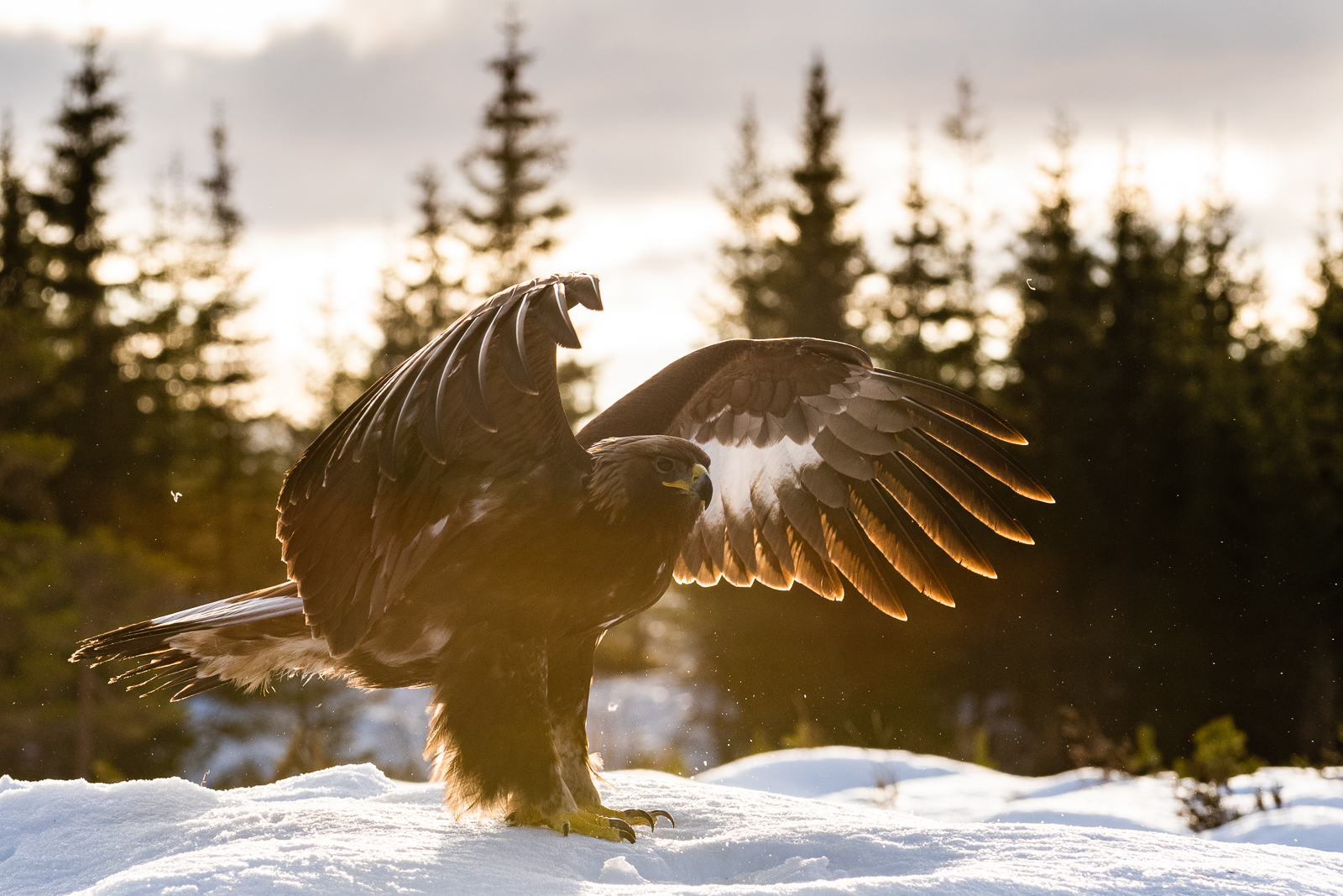 Golden eagle in golden light