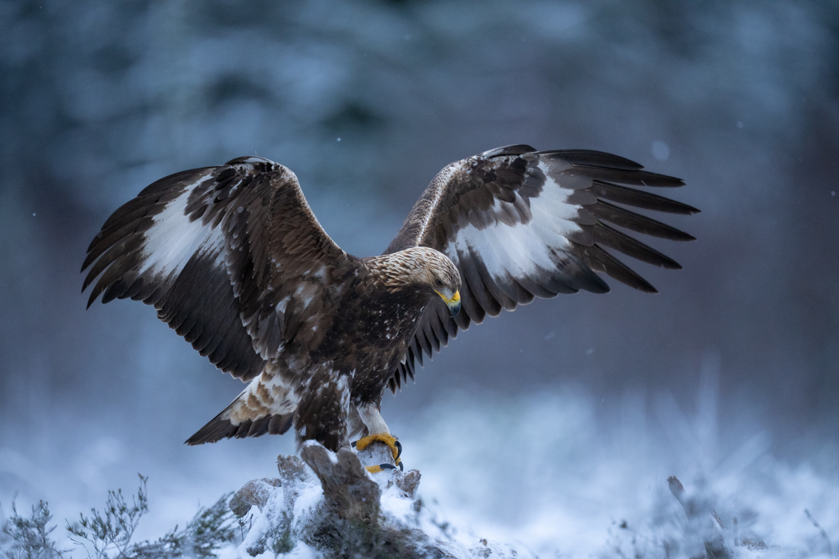 Golden eagle on the frozen marsh