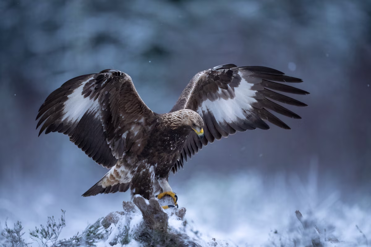 Golden eagle on the frozen marsh
