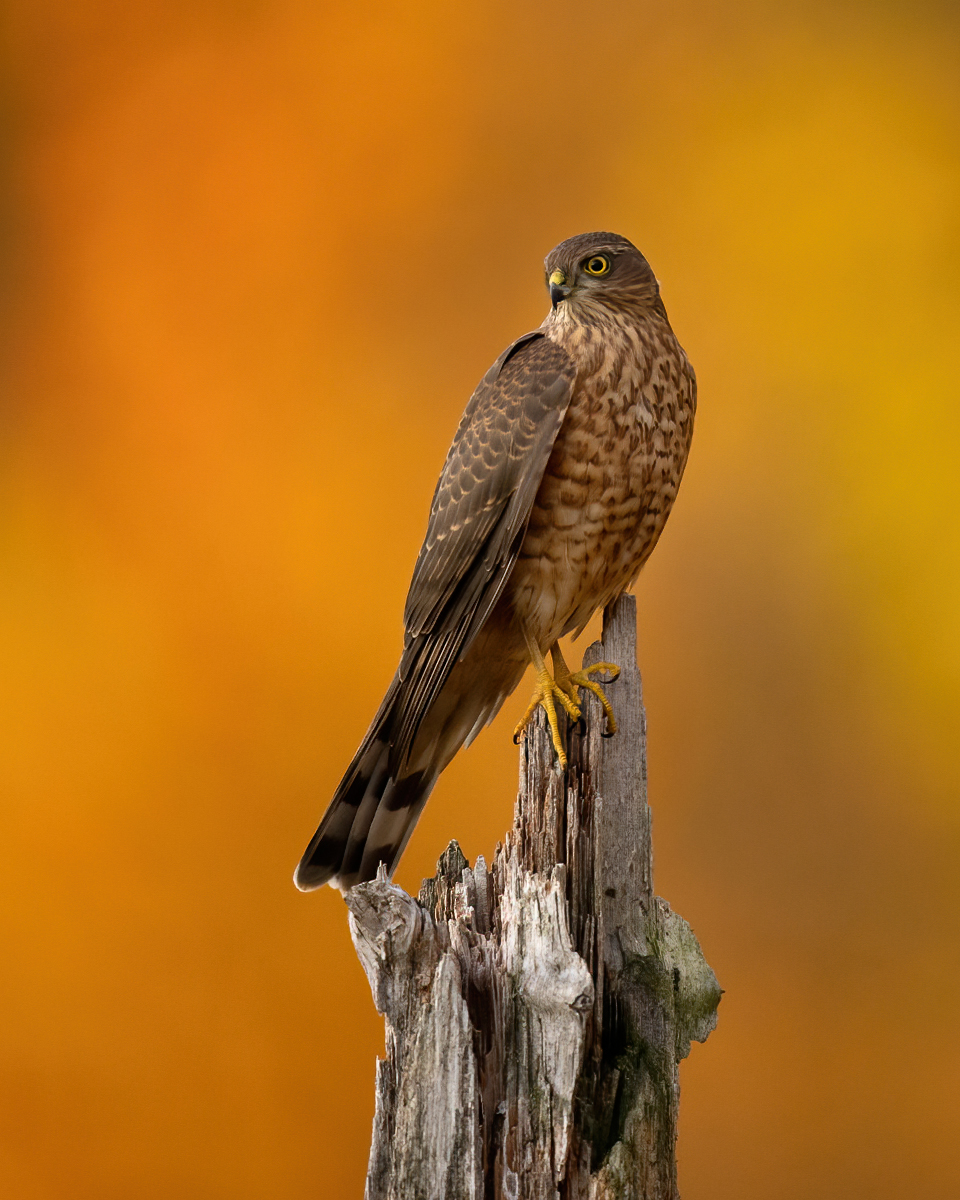 Sparrowhawk in the autumn morning