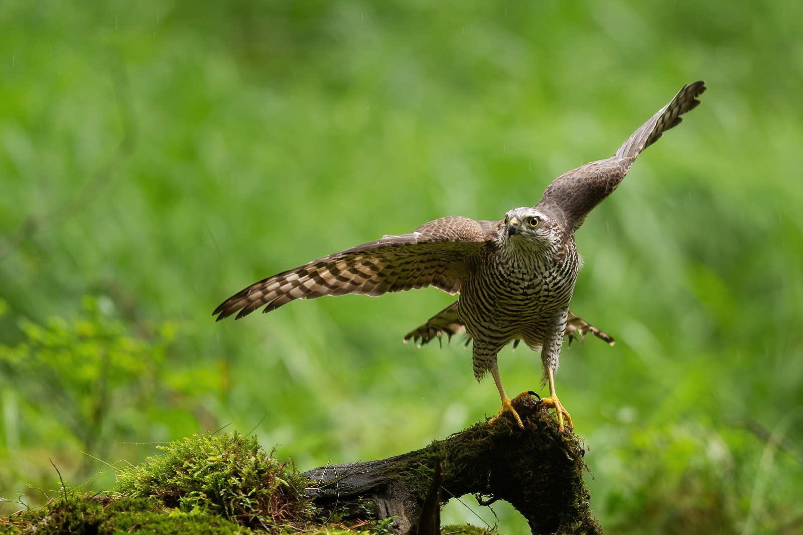 Getting close to the sparrowhawks