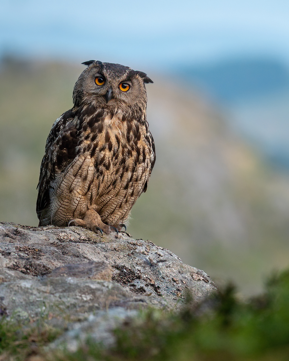 Eagle Owl on the rock