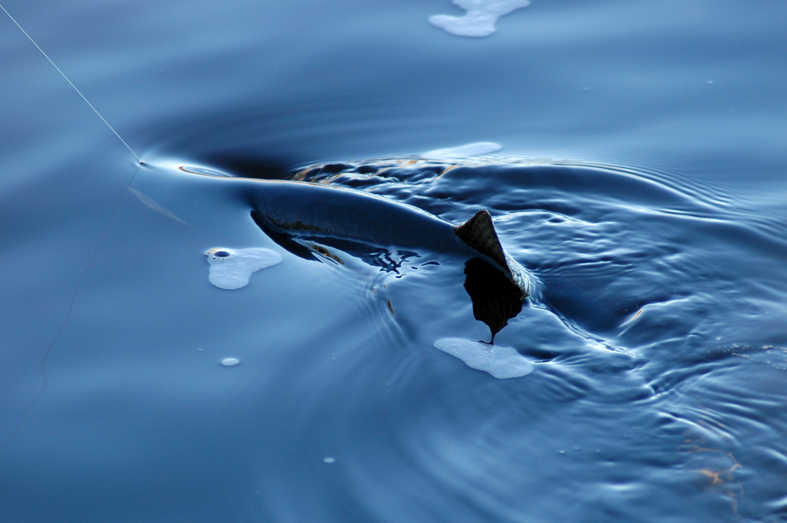 Salmon in the blue hour