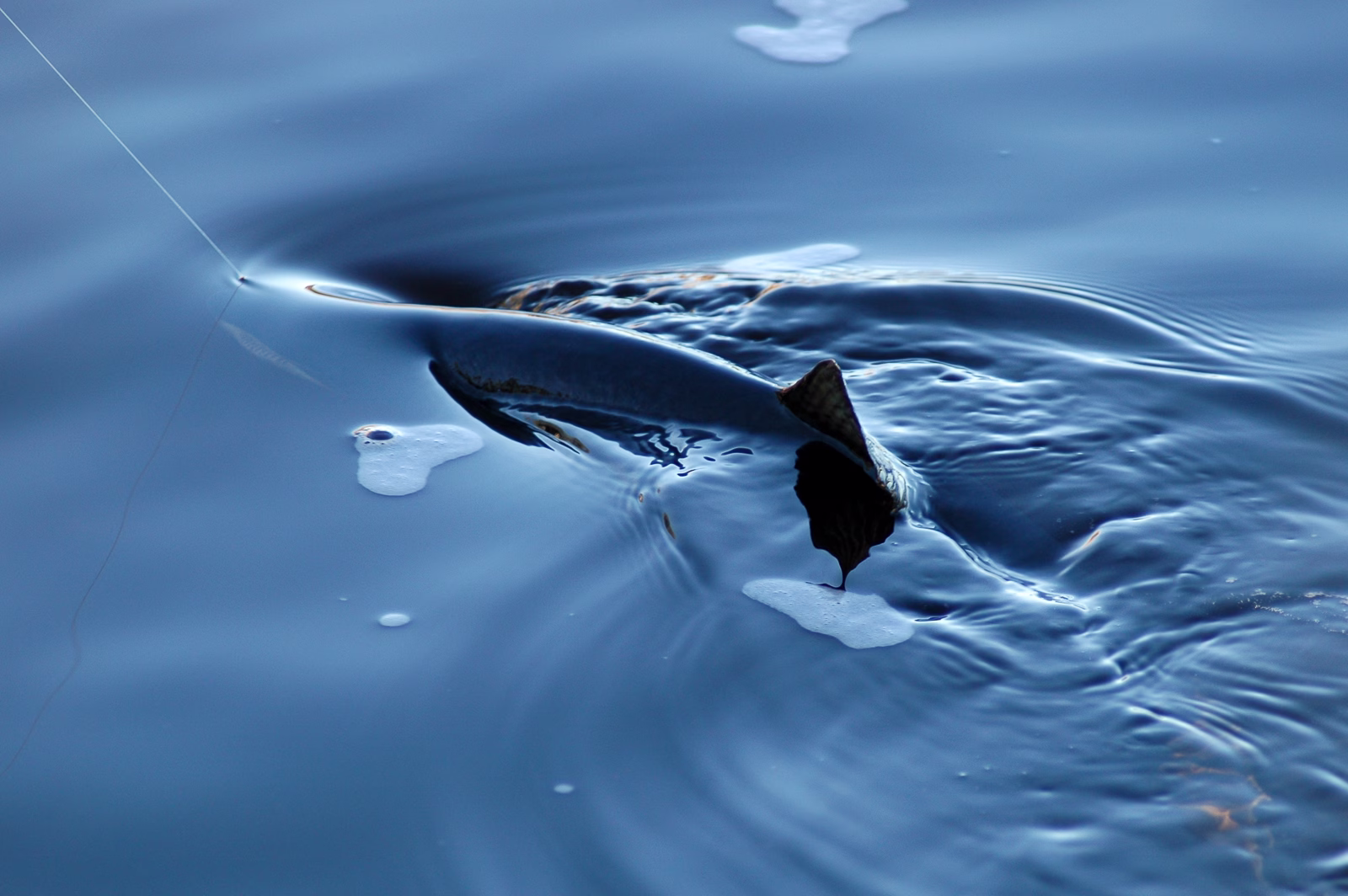 Salmon in the blue hour