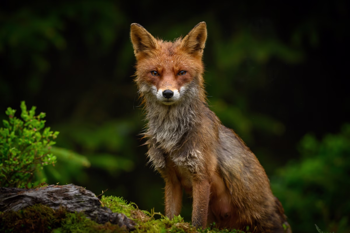 Vixen fox in the forest