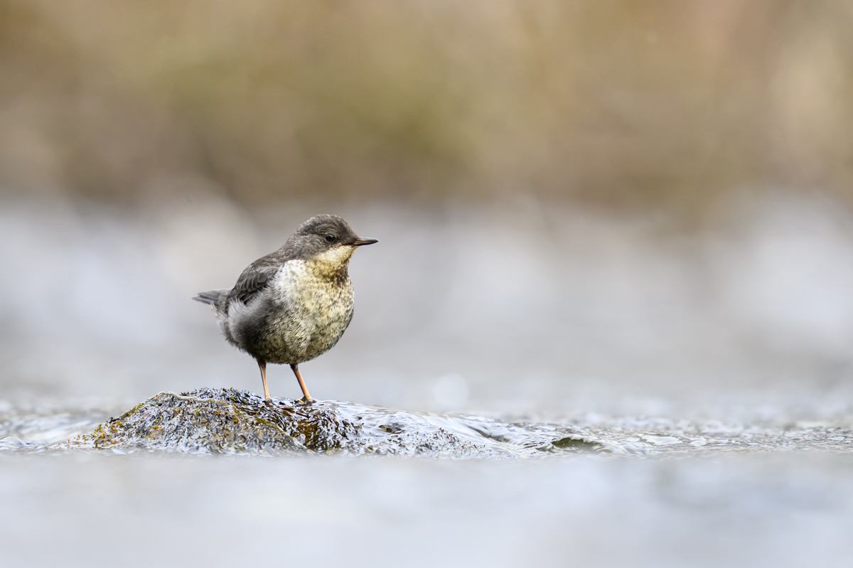 Juvenile white throated dipper