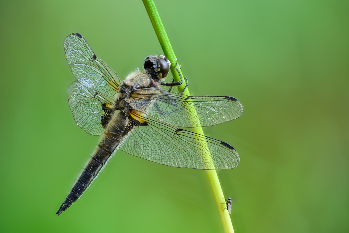 Four-spotted chaser on a straw