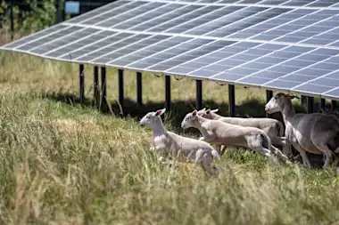 Schafe und Schäfchen auf Wiese neben Freiflächen-Photovoltaik-Modulen