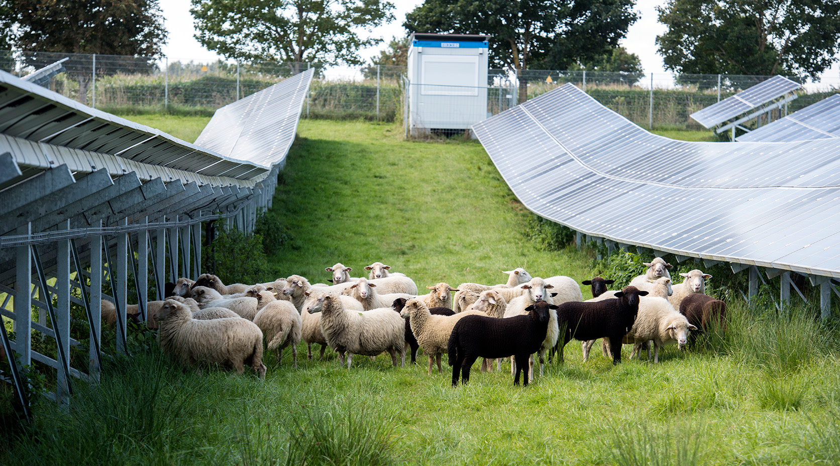 Schafe beweiden den EnBW Solarpark in Leutkirch