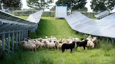 Schafe beweiden den EnBW Solarpark in Leutkirch