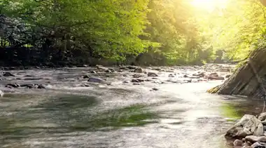 Fluss mit Störung im Wald