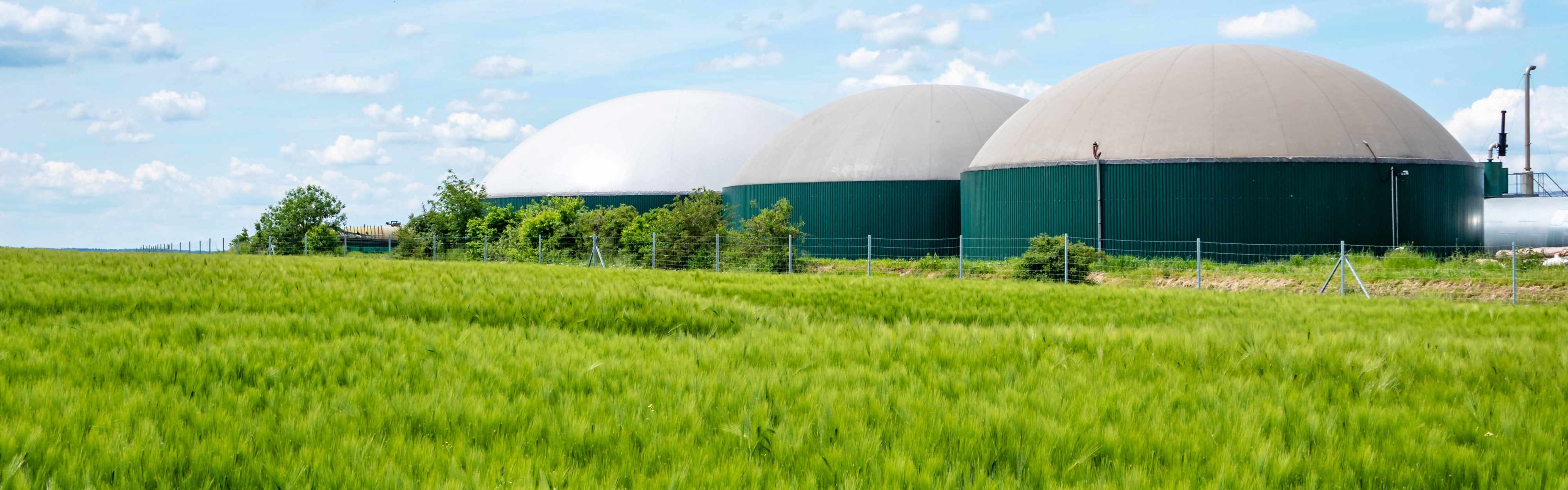 Grünes Getreidefeld vor einer Biogasanlage