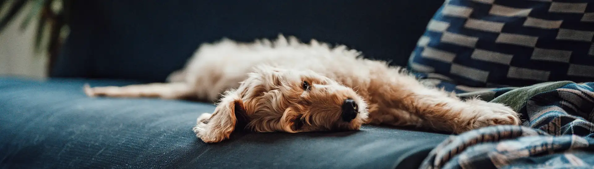 Ein kleiner Hund liegt gemütlich auf einem Sofa.
