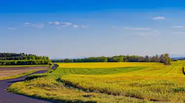 Landschaft Felder mit Gehweg und blauem Himmel, Wald im Hintergrund