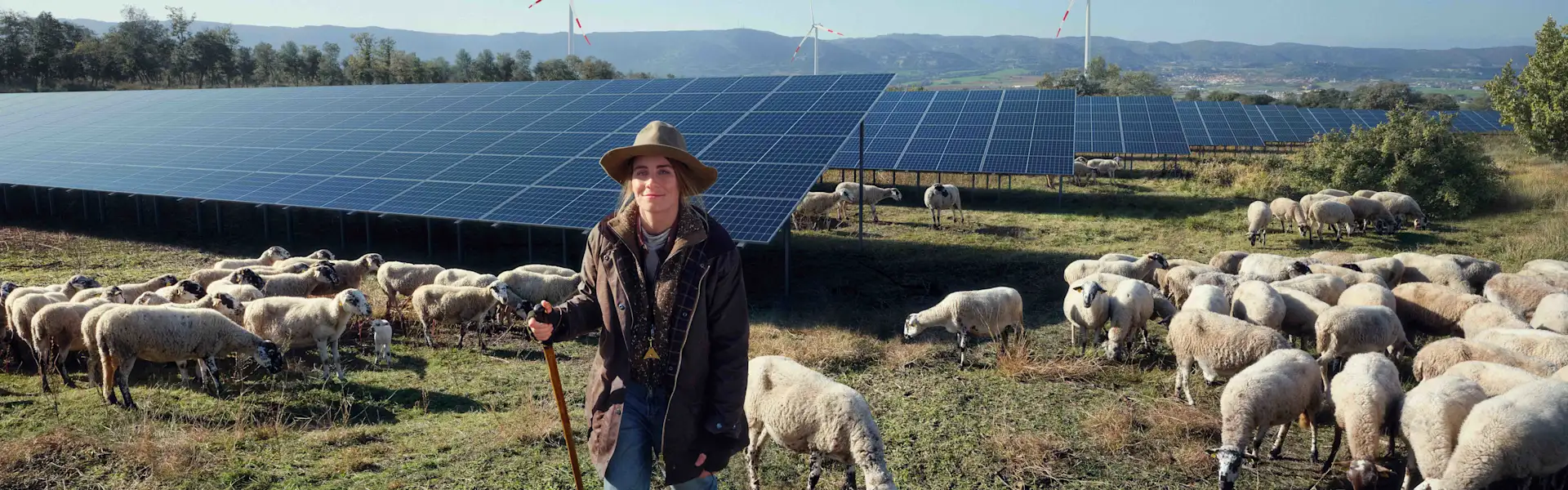 Schäferin mit ihren Schafen im Hintergrund Solarmodule auf dem Feld.