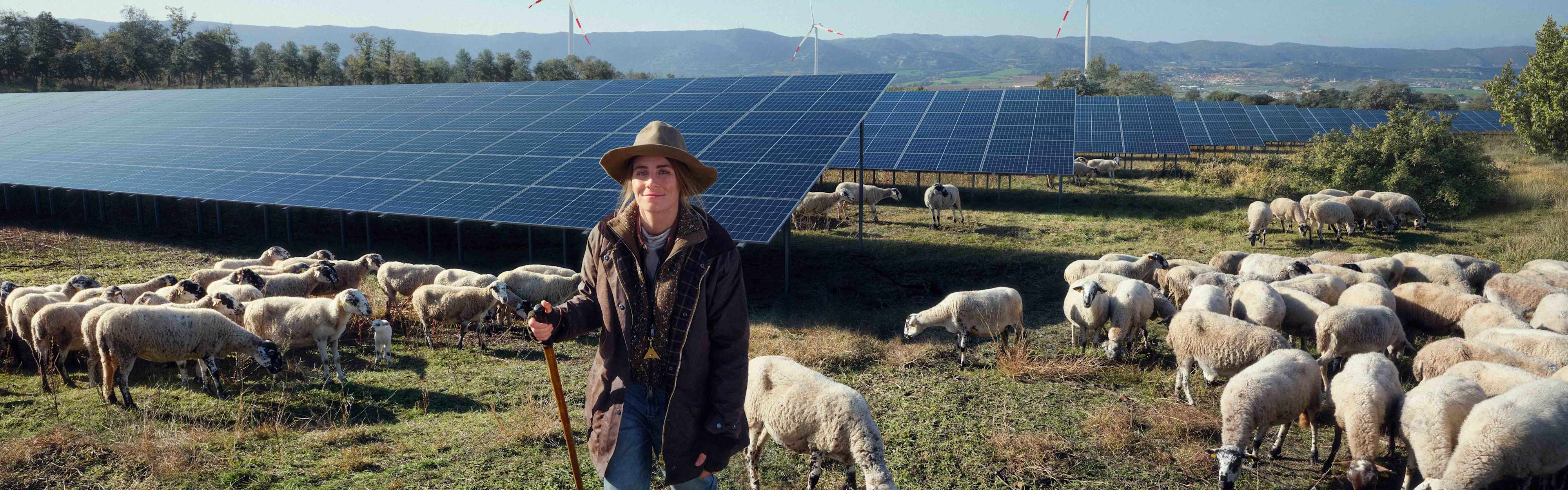 Schäferin mit ihren Schafen im Hintergrund Solarmodule auf dem Feld.