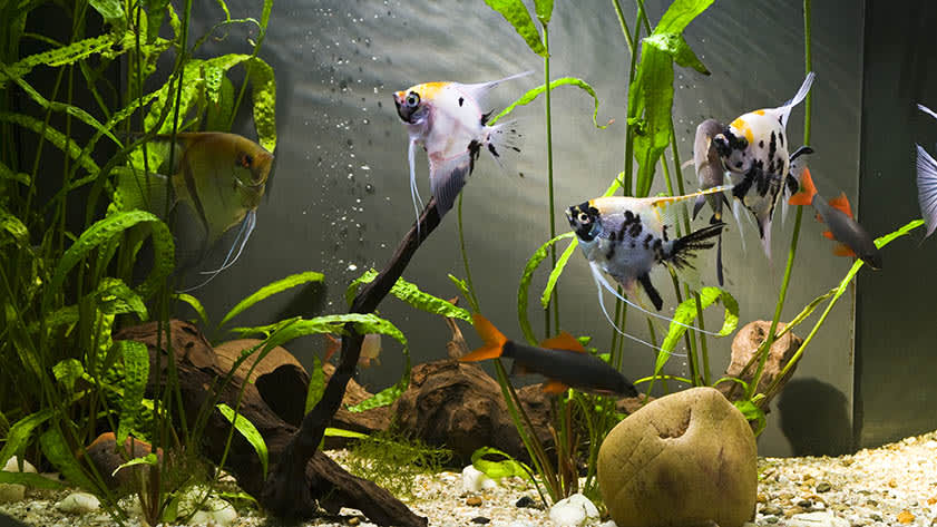 Fische im Heimaquarium
