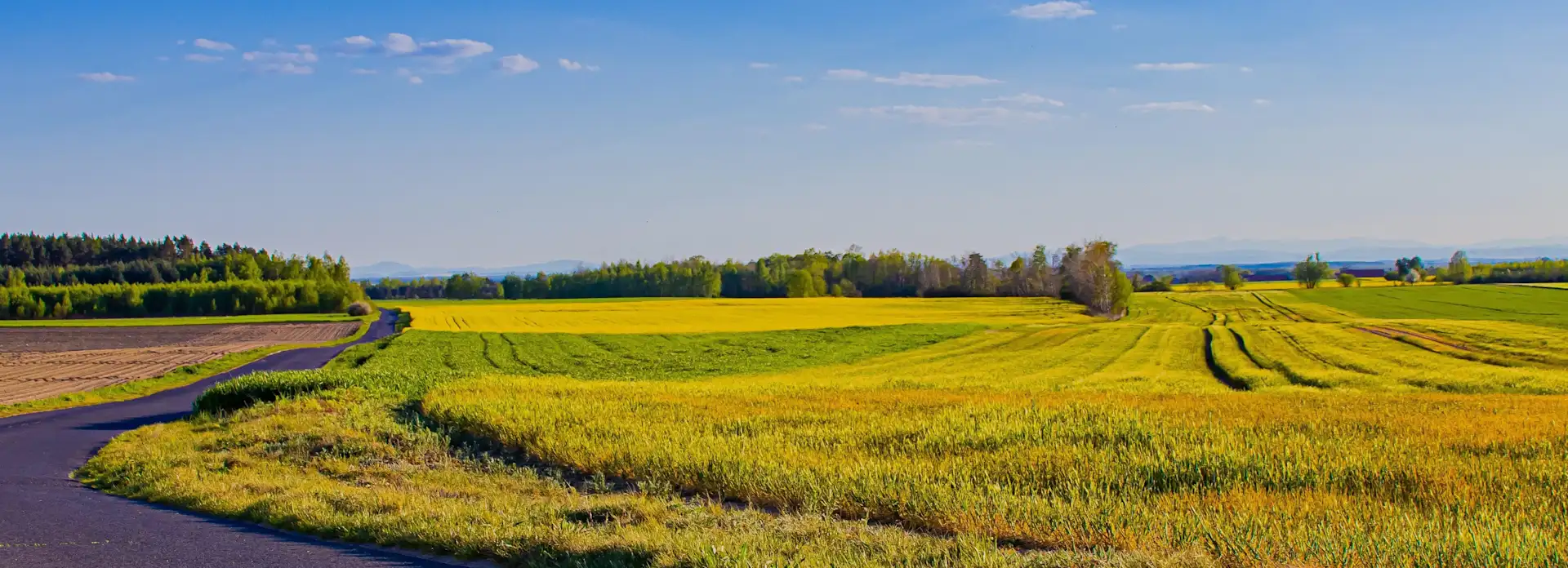 Landschaft Felder mit Gehweg und blauem Himmel, Wald im Hintergrund