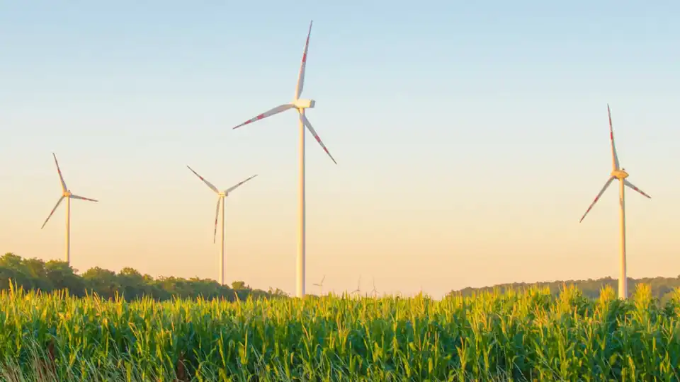 Moderne Windräder im Hintergrund eines Maisfeldes