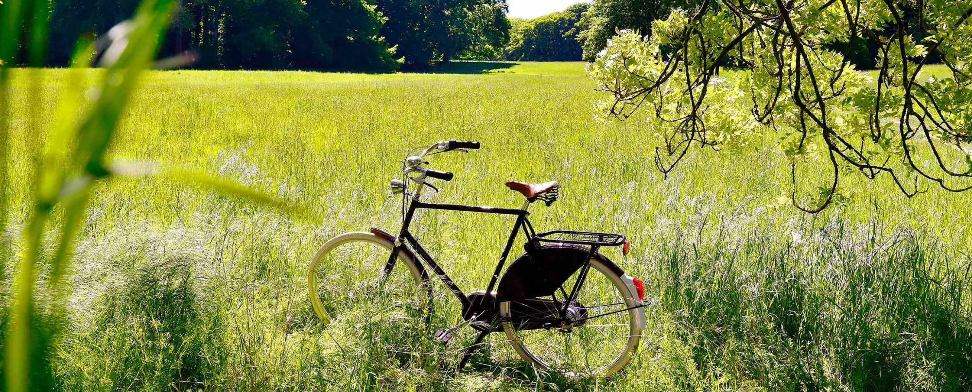 Altes Fahrrad steht auf einer grünen Wiese