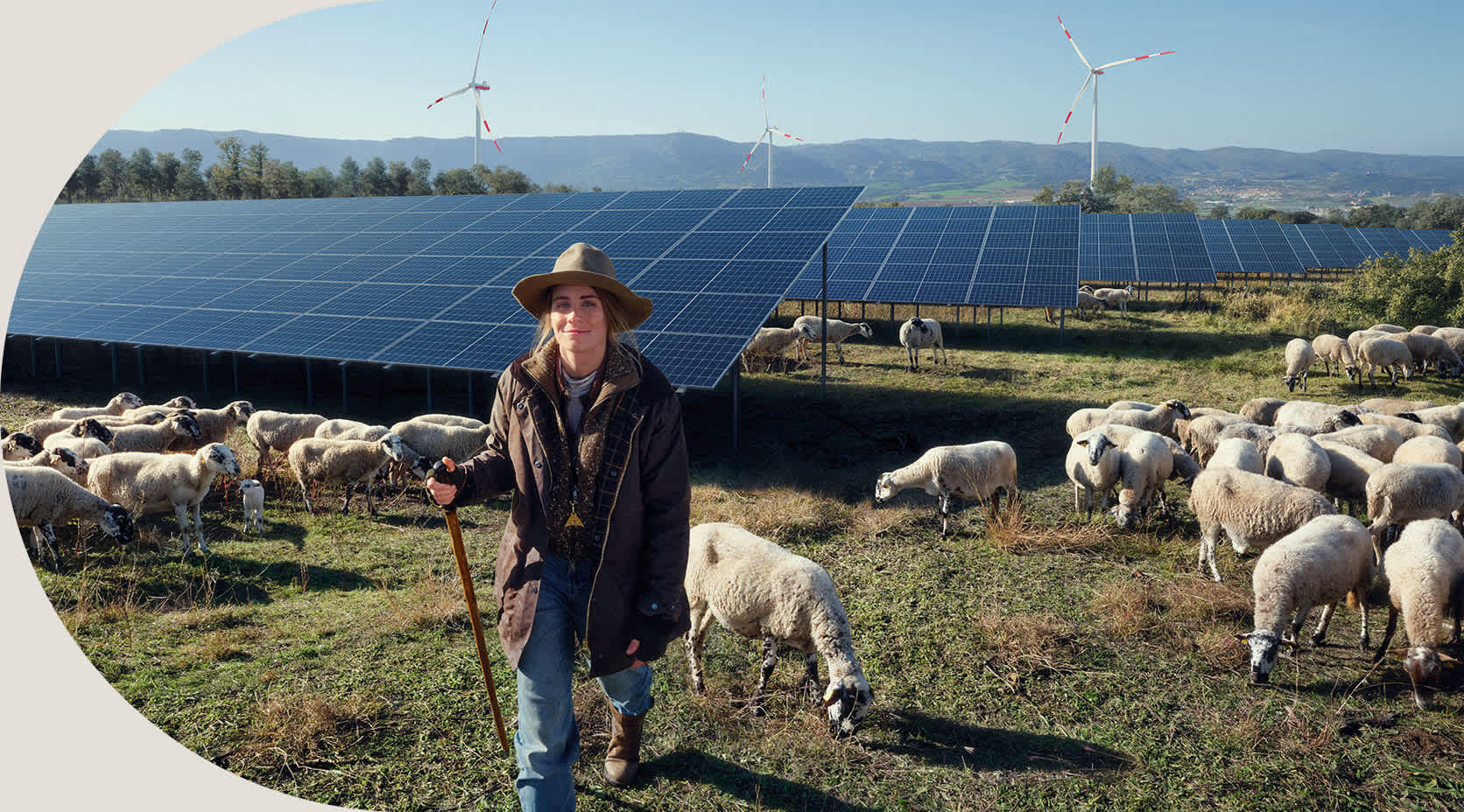 Schäferin mit ihren Schafen im Hintergrund Solarmodule auf dem Feld.