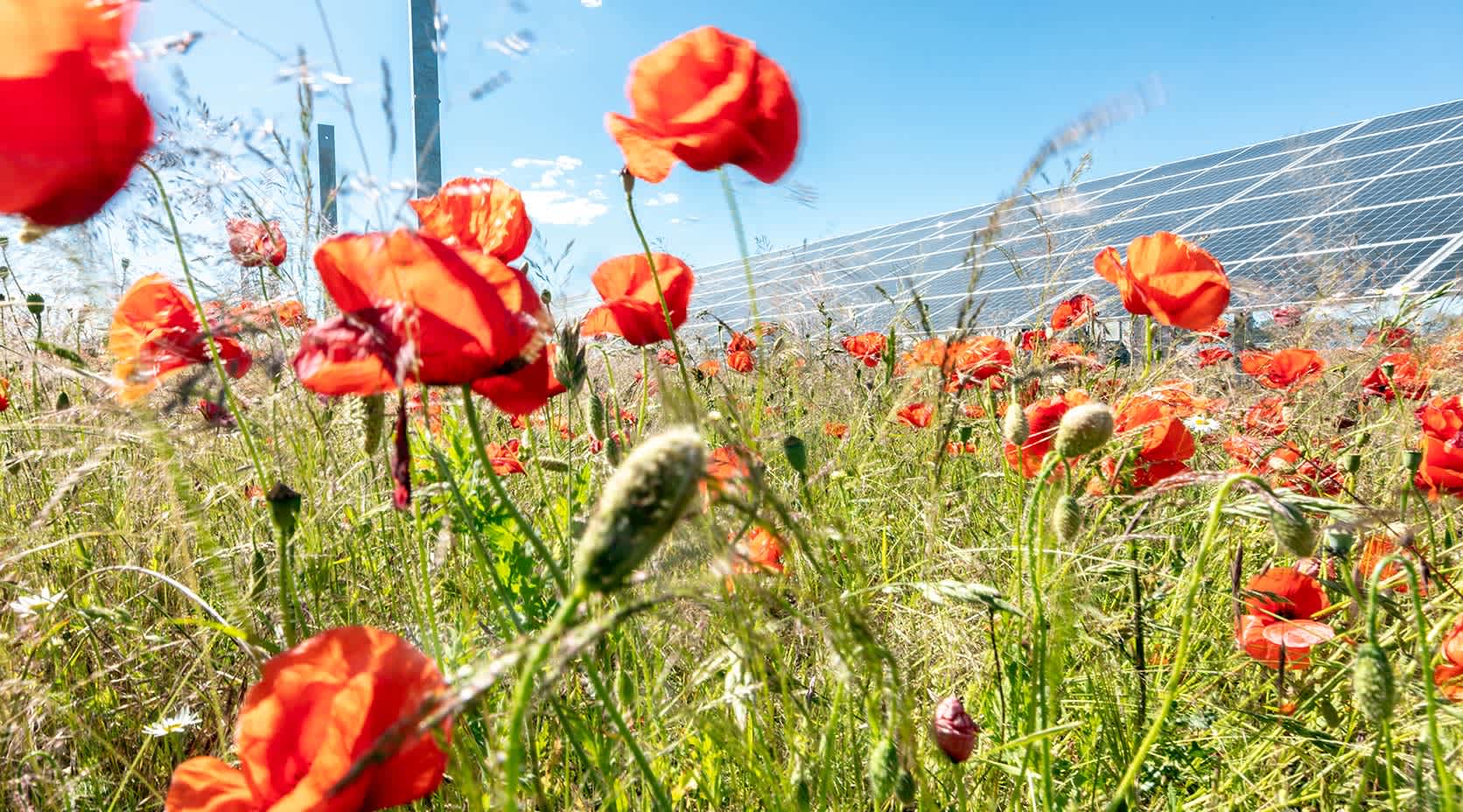 Solarpark Weesow-Willmersdorf