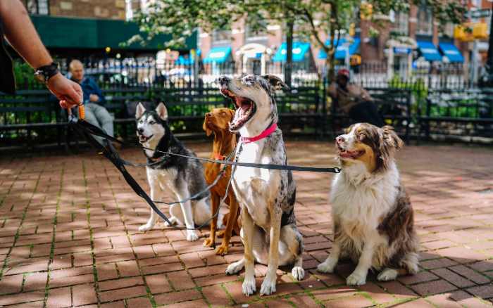 愛犬のおすすめハーネス4選 おしゃれで機能性もばっちりなハーネスでお散歩しよう