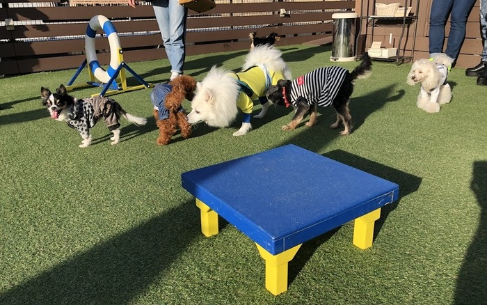 新大久保 東新宿 歌舞伎町 わんこ 大喜び間違いなし ドッグカフェ併設ドッグラン 愛犬ヴィレッジ