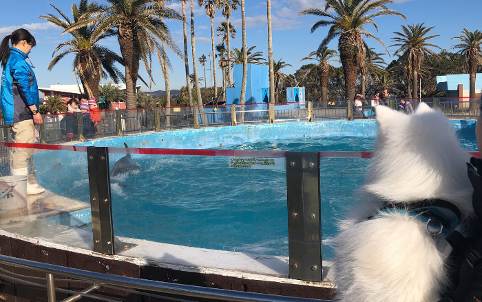 関東周辺のペット同伴で行ける水族館4選 関東周辺のペット同伴で行ける水族館4選