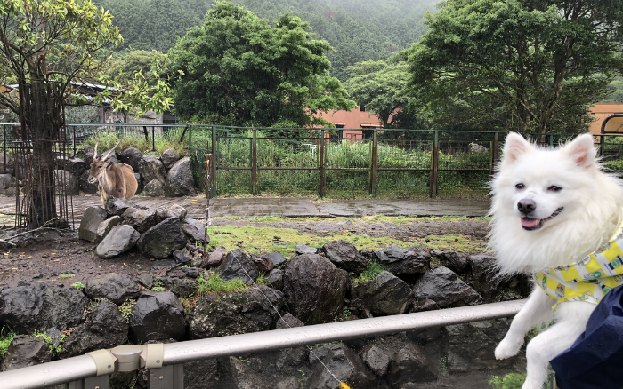 動物好きの方必見 愛犬と一緒に動物園に行こう ペット同伴可の動物園5選