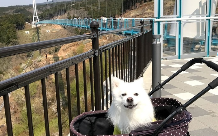 伊豆 箱根エリア 愛犬と一緒に日本一の吊橋三島スカイウォークを歩こう