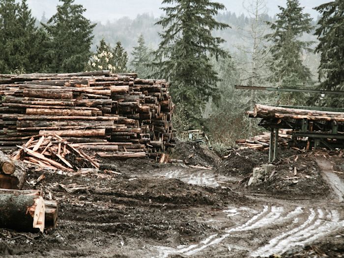 Wood