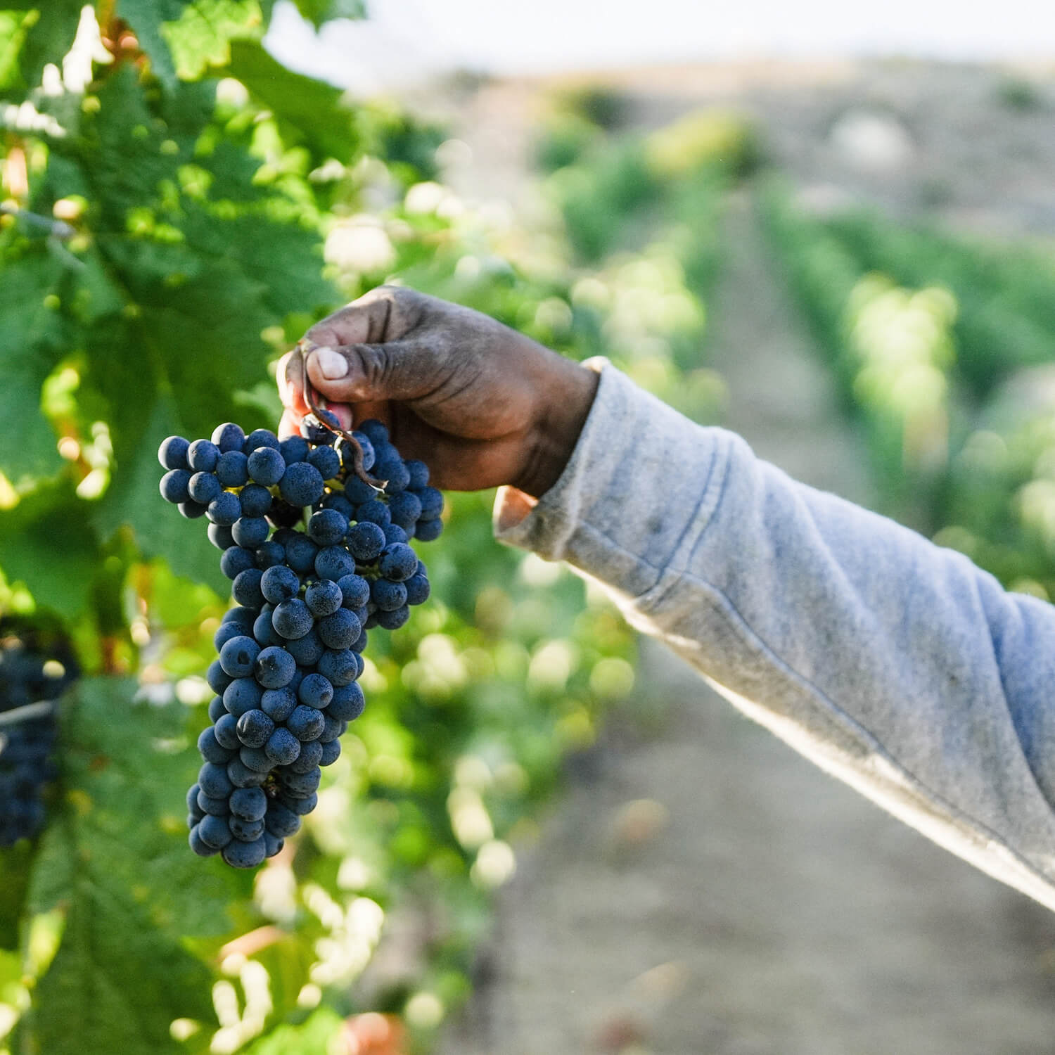 Close-up of a hand holding a ripe Syrah cluster during harvest at Ojai Mountain, illustrating the concentrated fruit produced by high-elevation vineyards.