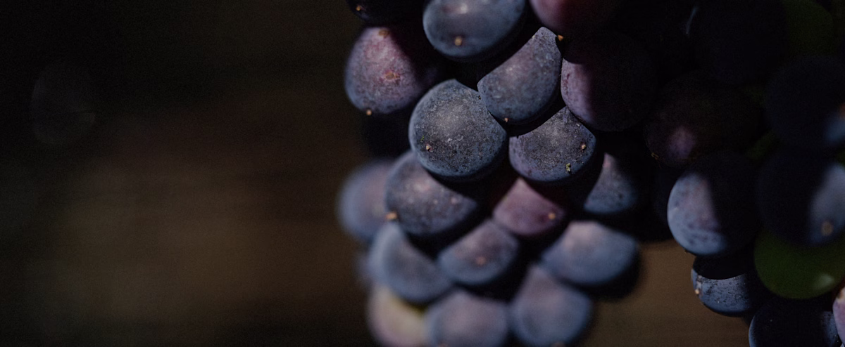 2023 Release | Dark Grapes Photo