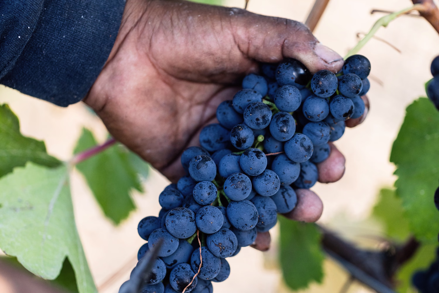 A vineyard worker holds a cluster of dark Syrah grapes at Ojai Mountain A vineyard worker holds a cluster of dark Syrah grapes at Ojai Mountain