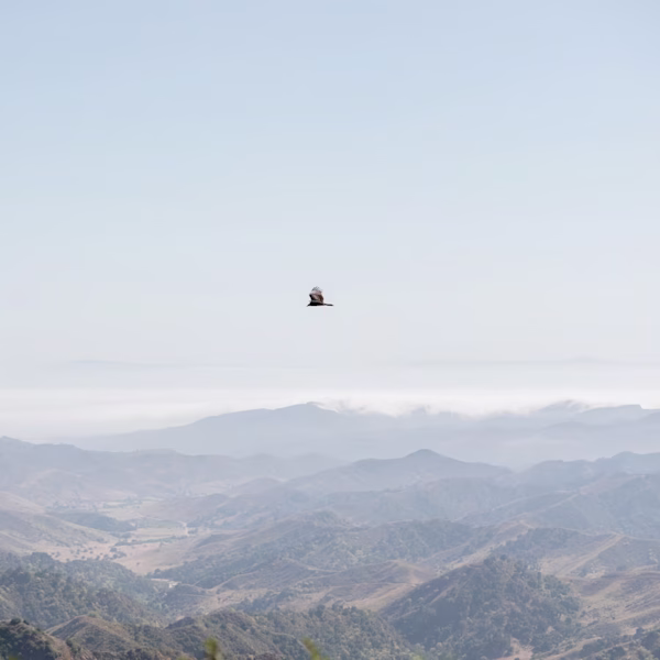 Ojai Mountain Valley Panorama With Raptor in Flight Raptor soaring above Ojai Valley panorama seen through white flowers at 2,800 feet