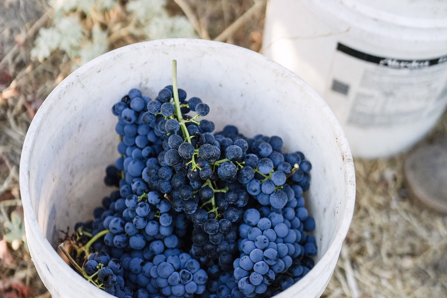 Freshly picked Tempranillo clusters fill a harvest bucket at Ojai Mountain Freshly picked Tempranillo clusters fill a harvest bucket at Ojai Mountain