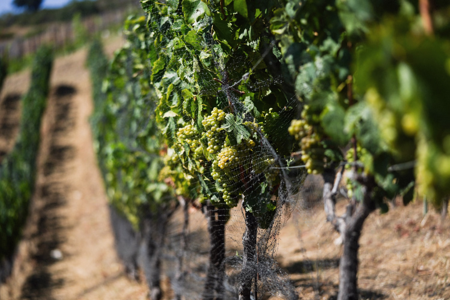 Netted grape clusters ripen along Ojai Mountain vineyard rows during veraison