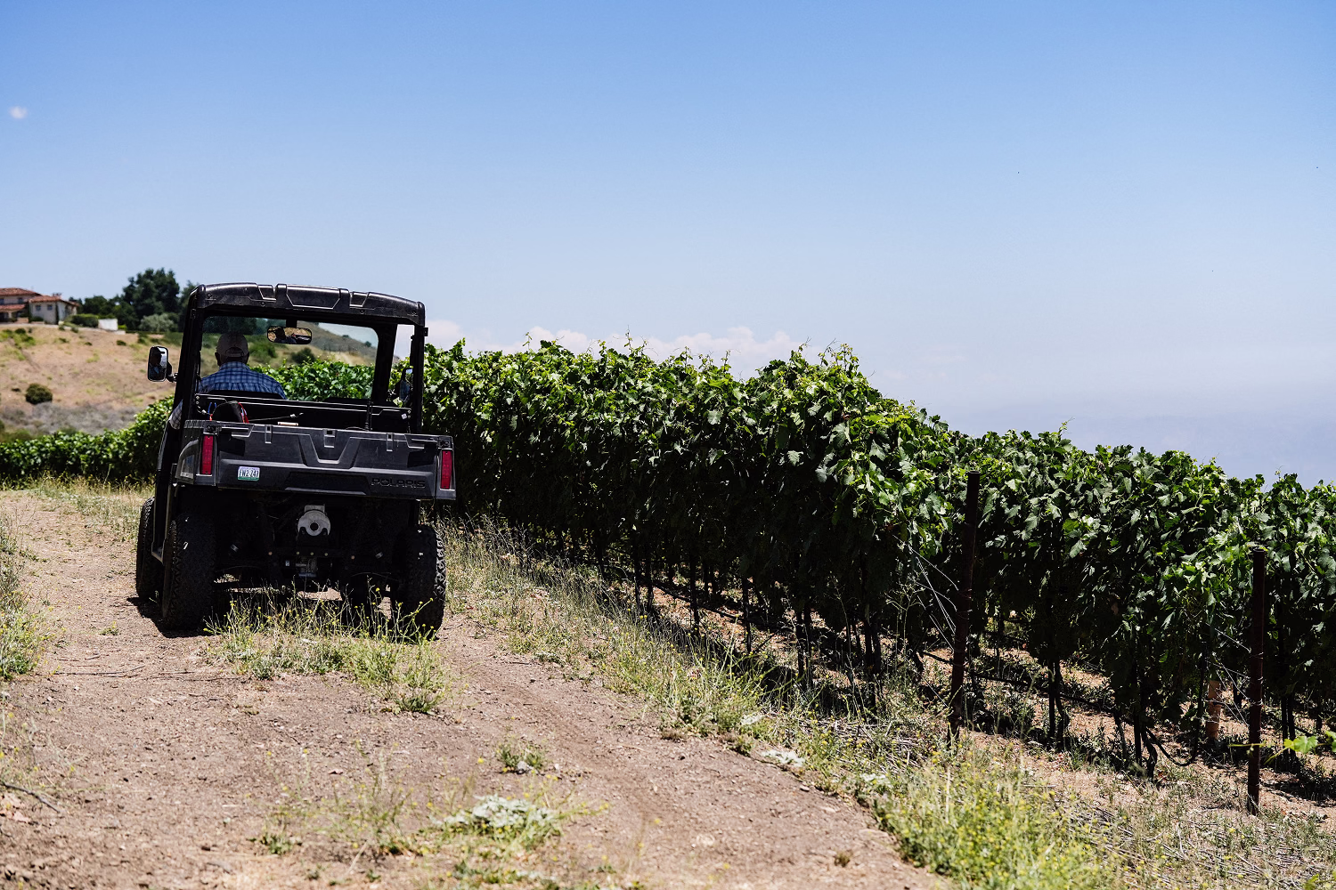 A utility vehicle drives the Tempranillo rows at Ojai Mountain above the coastline A utility vehicle drives the Tempranillo rows at Ojai Mountain above the coastline