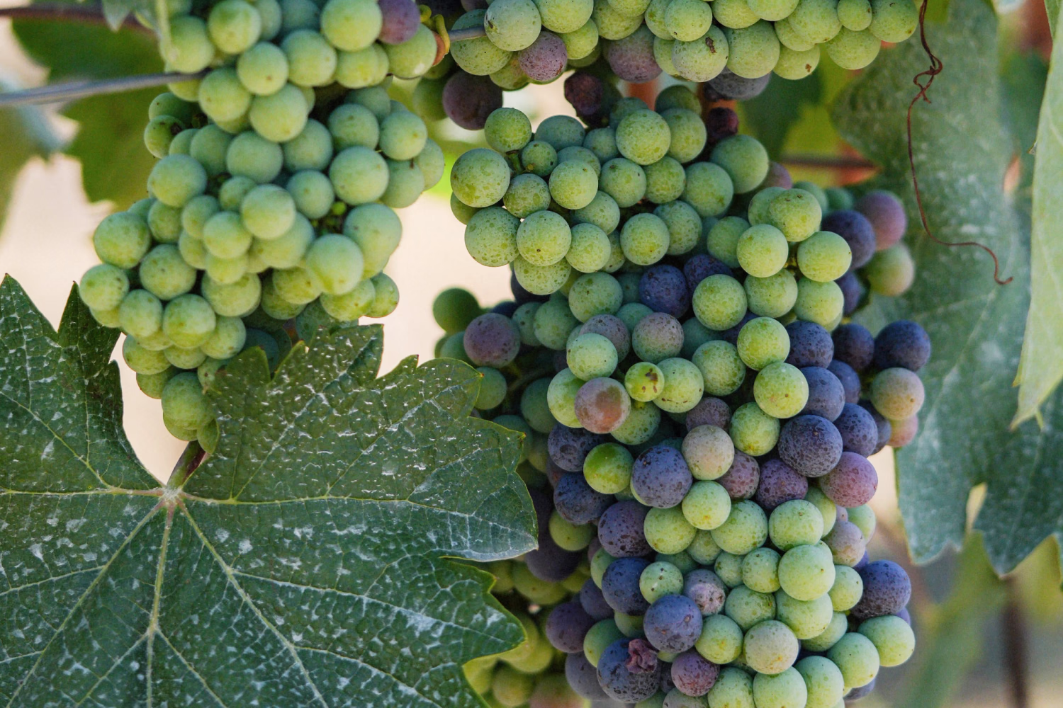 Green cluster with the first berries beginning to turn purple