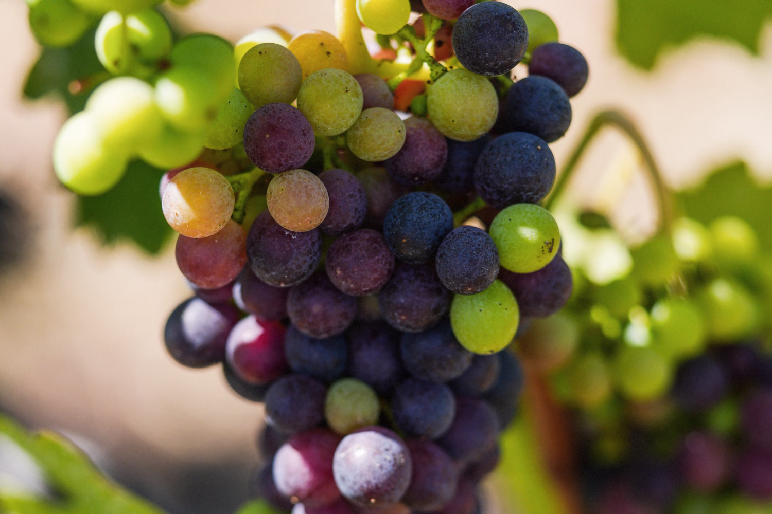 A single bunch carrying green, pink and dark purple berries at once