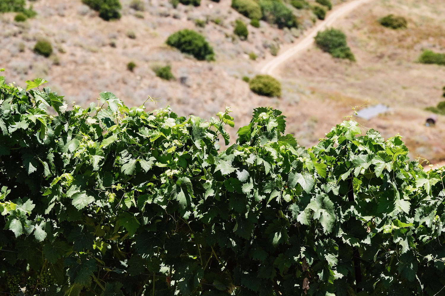 Ojai Mountain Tempranillo vine rows on the dry hillside above Upper Ojai Ojai Mountain Tempranillo vine rows on the dry hillside above Upper Ojai