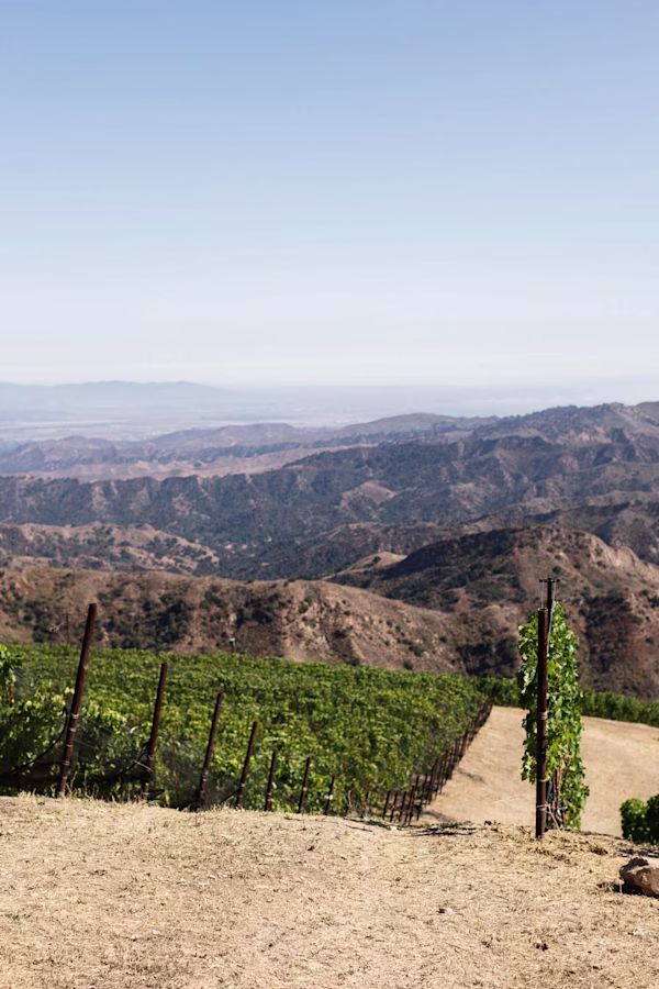 2020 Harvest at Ojai Mountain | Inaugural Vintage Notes & Winemaking - Ojai Mountain Blog Post