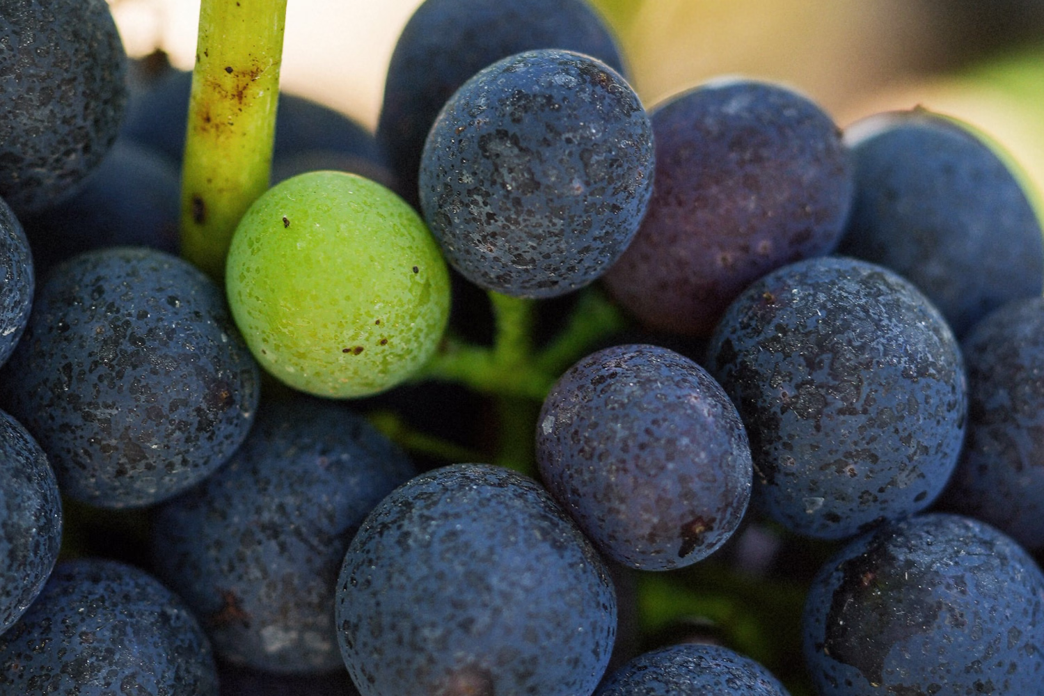 Close view of dark purple berries with a single green berry among them
