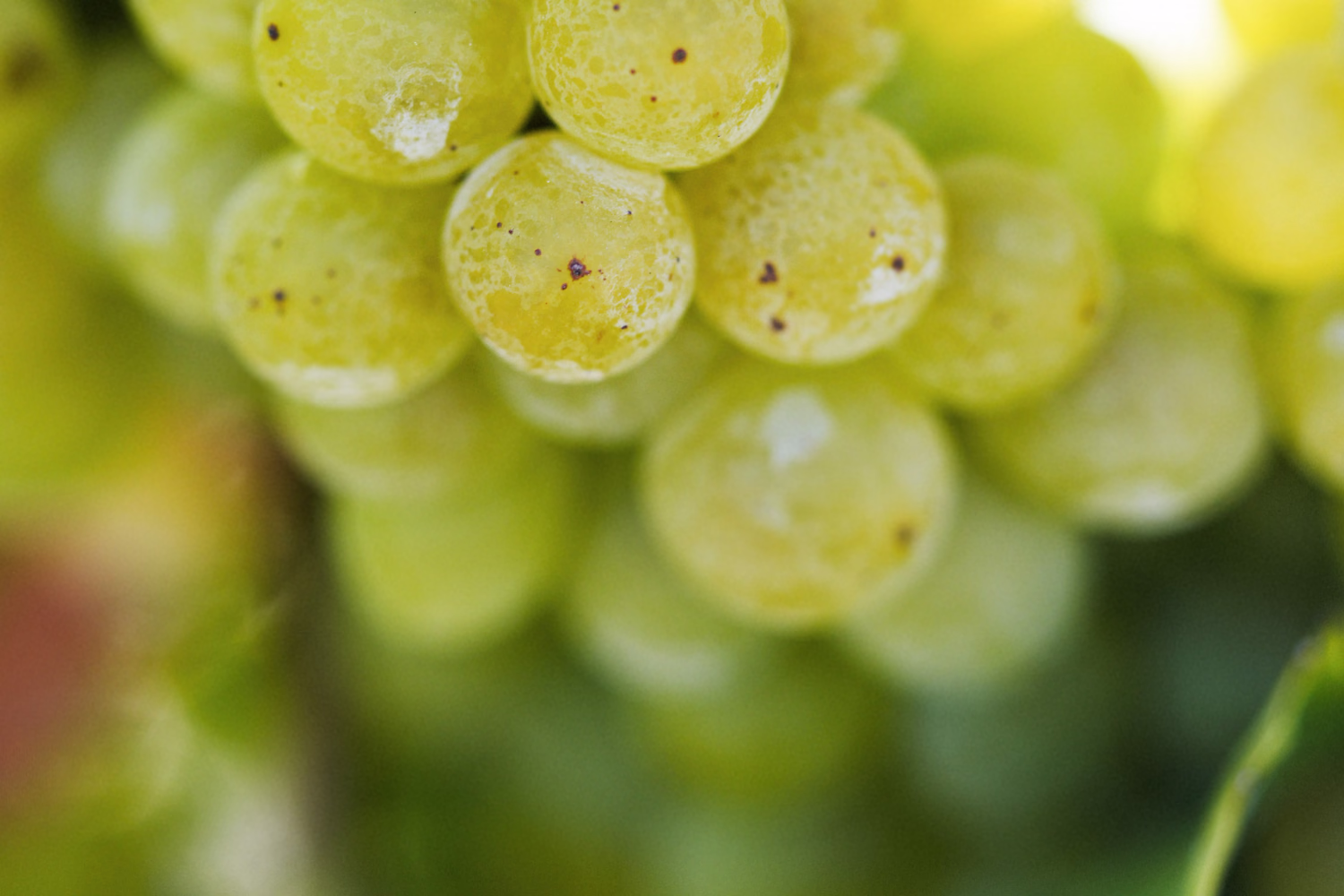 Close-up of white grape cluster at veraison on Ojai Mountain vines